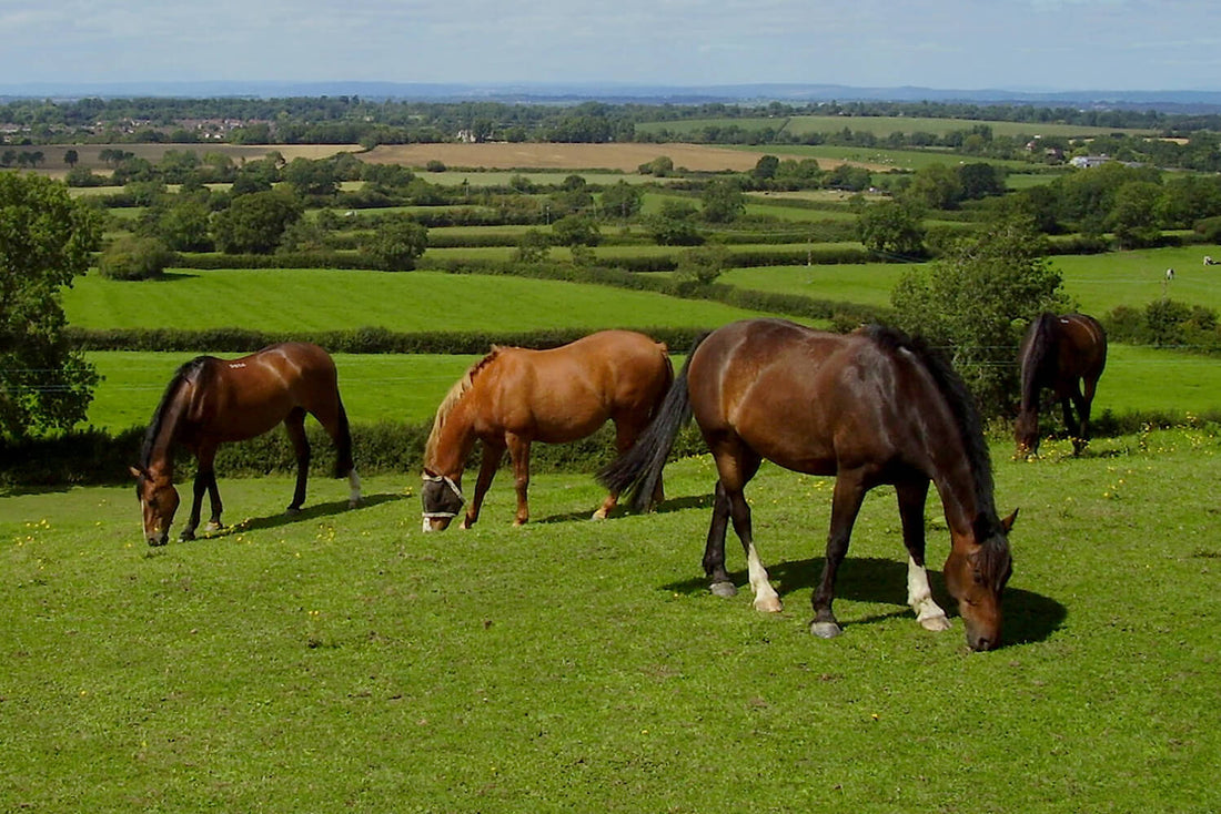 Electric Fencing for Horses