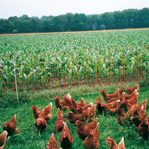 Gallagher Poultry Kit Including B60 Energiser - 12V / 50m Netting